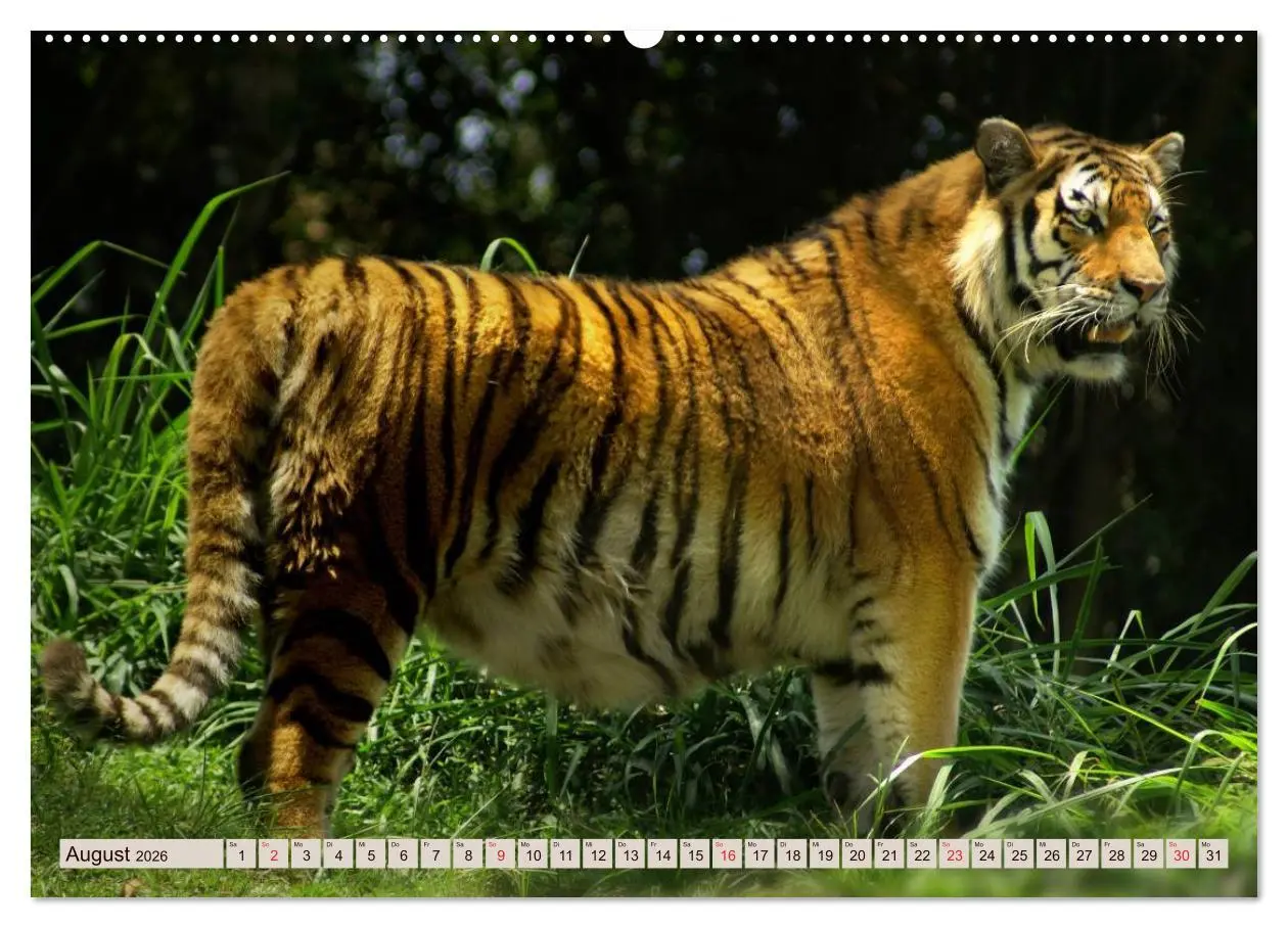 Bild: 9783516145717 | Tiger. Gestreift, wild u. schön (Wandkalender 2026 DIN A2 quer),...