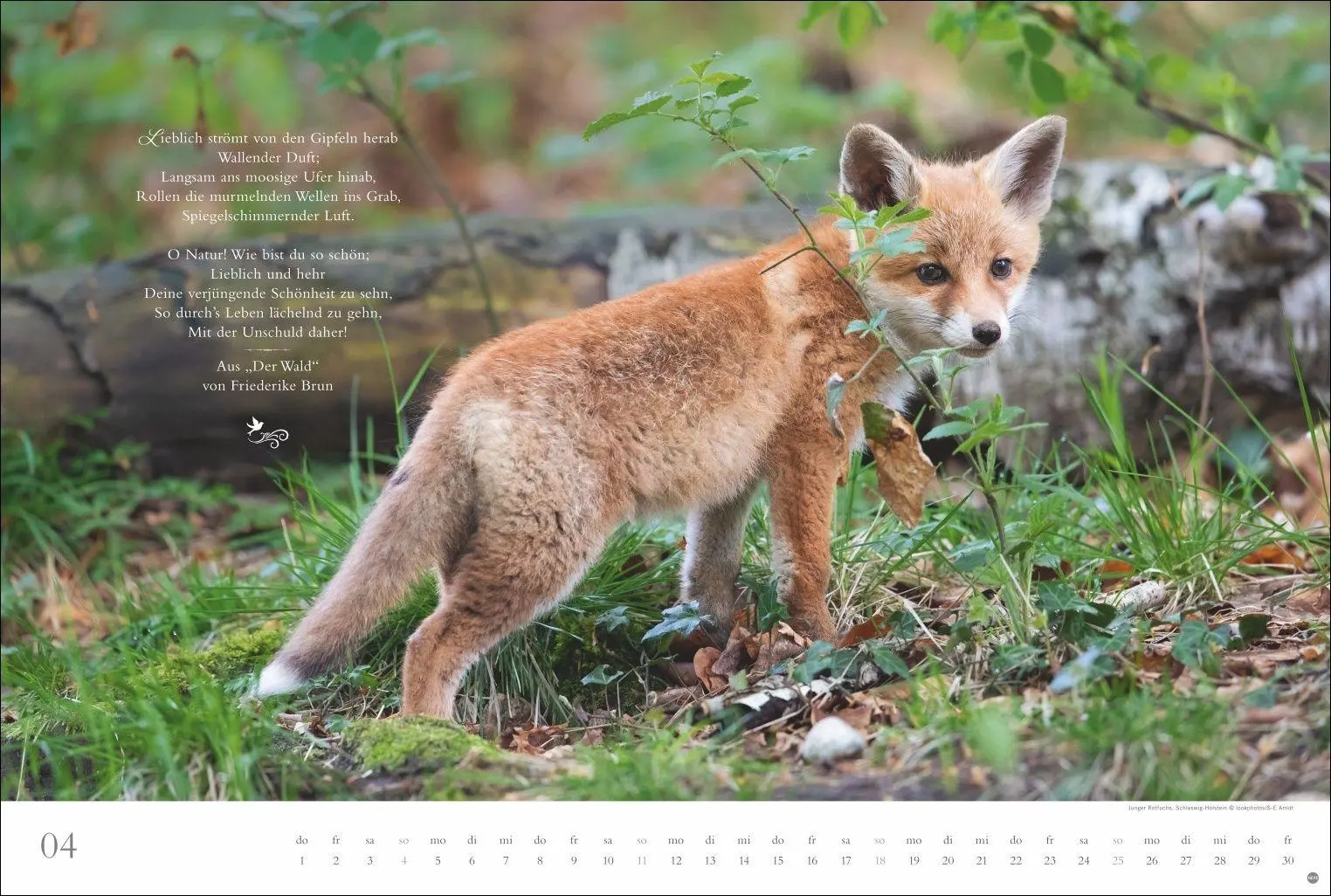 Bild: 9783756415717 | Der deutsche Wald - Ein literarischer Spaziergang Kalender 2027 -...