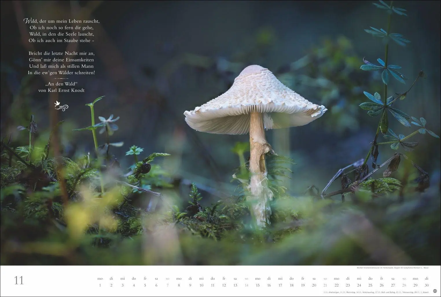 Bild: 9783756415717 | Der deutsche Wald - Ein literarischer Spaziergang Kalender 2027 -...