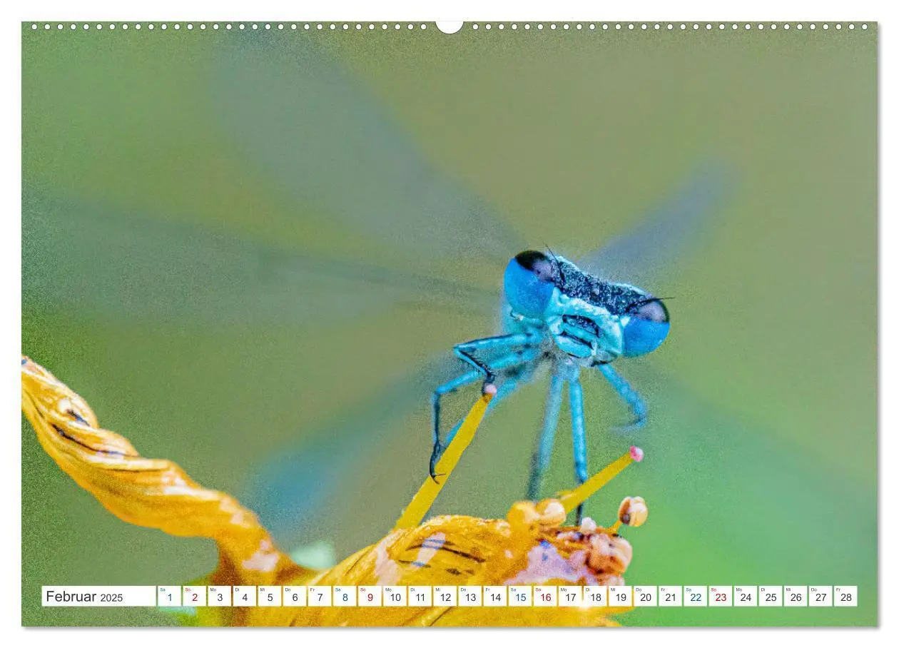 Bild: 9783435025817 | Kleines ganz groß - Makrofotografie (Wandkalender 2025 DIN A2...