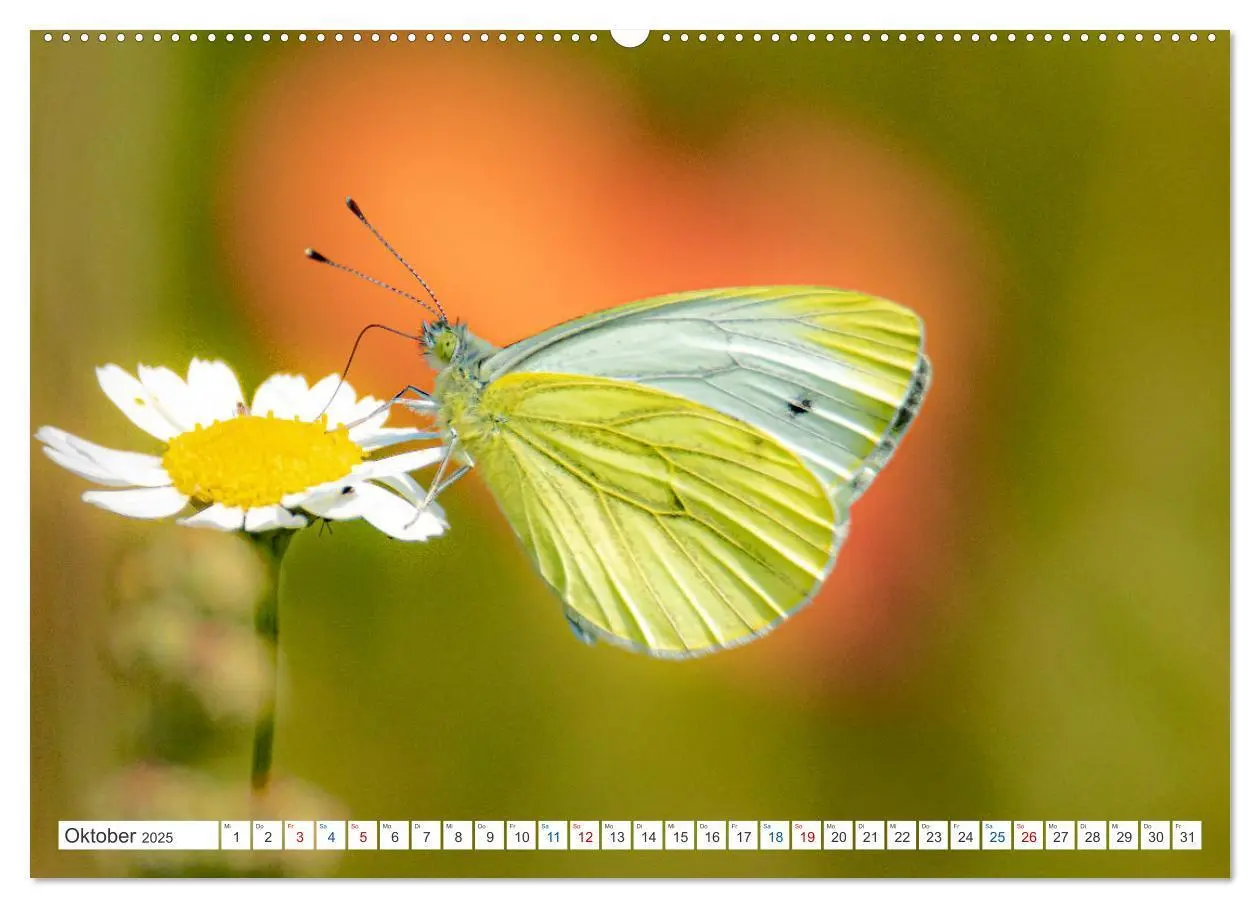 Bild: 9783435025817 | Kleines ganz groß - Makrofotografie (Wandkalender 2025 DIN A2...