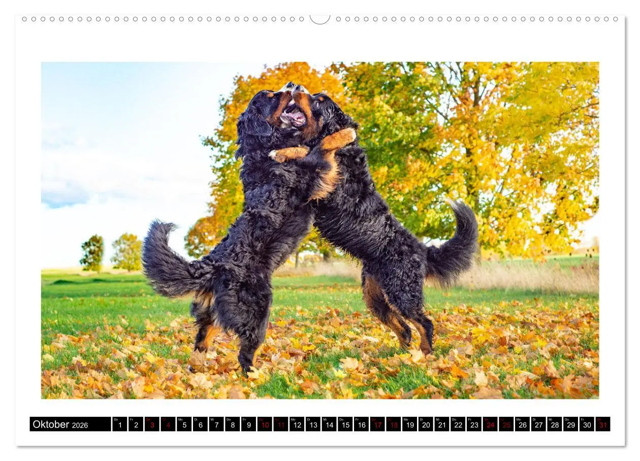 Bild: 9783457415917 | Berner Sennenhunde - Die sanften Powerpakete (hochwertiger Premium...