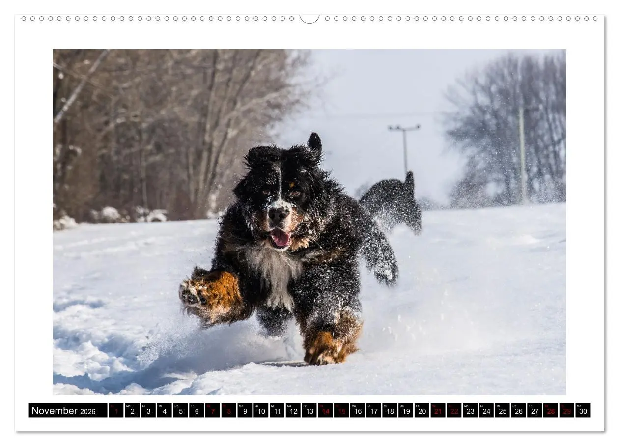 Bild: 9783457415917 | Berner Sennenhunde - Die sanften Powerpakete (hochwertiger Premium...