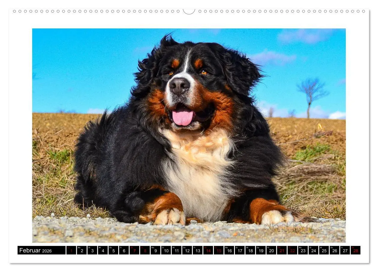 Bild: 9783457415917 | Berner Sennenhunde - Die sanften Powerpakete (hochwertiger Premium...