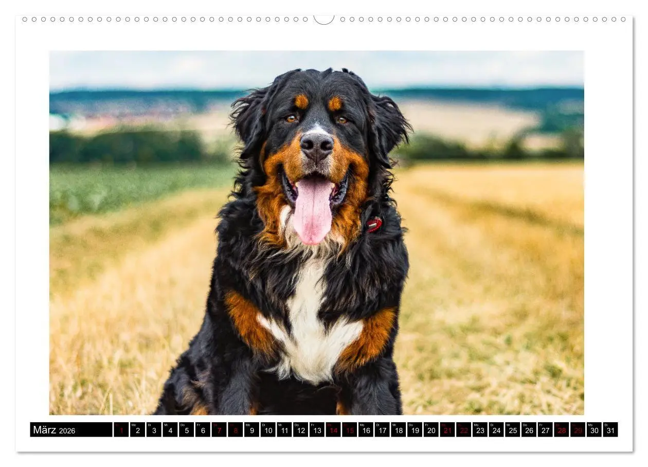 Bild: 9783457415917 | Berner Sennenhunde - Die sanften Powerpakete (hochwertiger Premium...