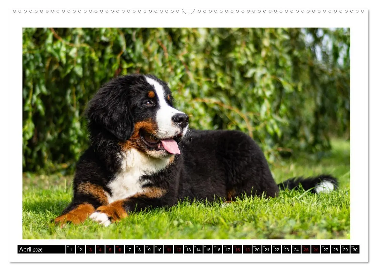 Bild: 9783457415917 | Berner Sennenhunde - Die sanften Powerpakete (hochwertiger Premium...