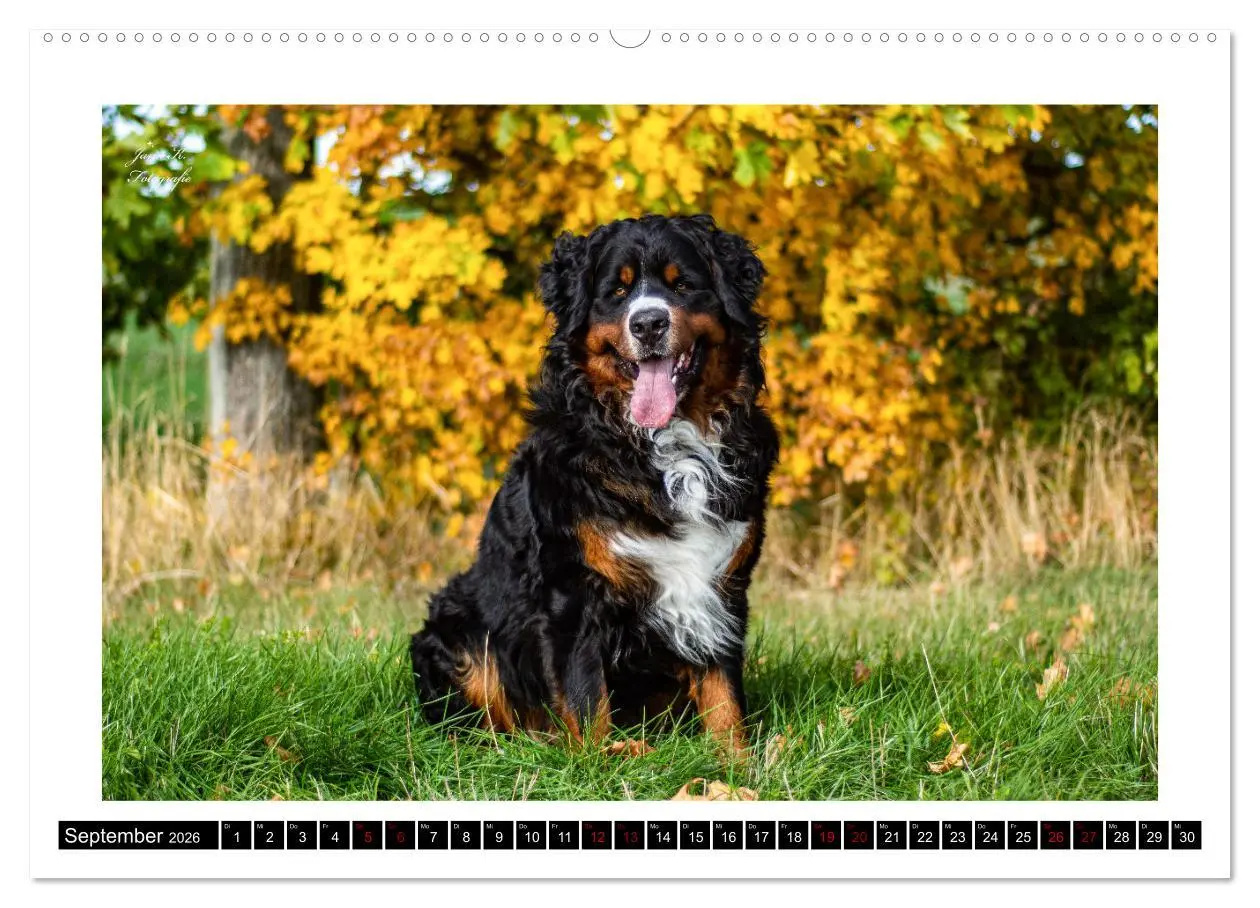 Bild: 9783457415917 | Berner Sennenhunde - Die sanften Powerpakete (hochwertiger Premium...