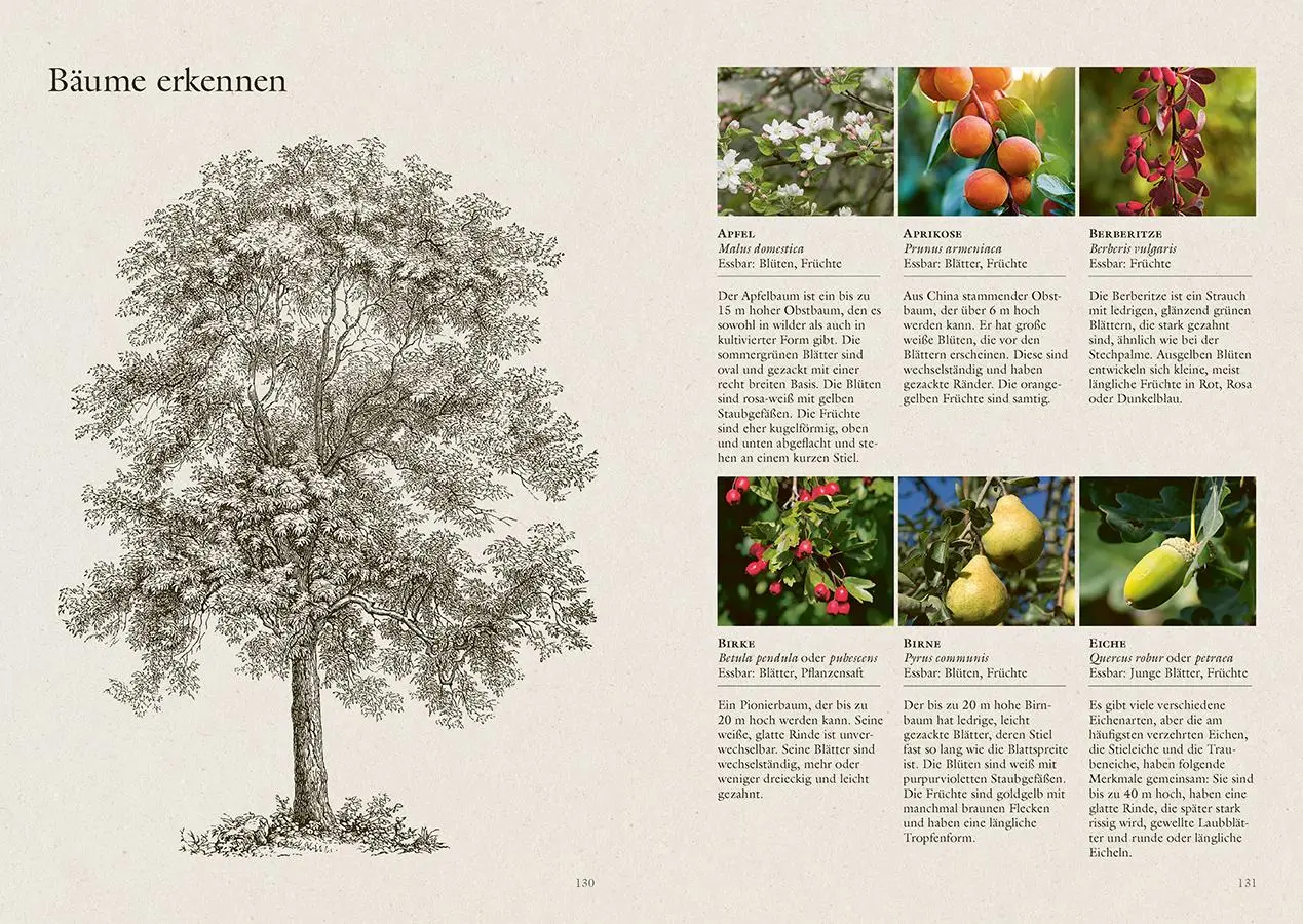Bild: 9783818625917 | Wundervolle Waldküche | Aurélie Valtat | Taschenbuch | 144 S. | 2025
