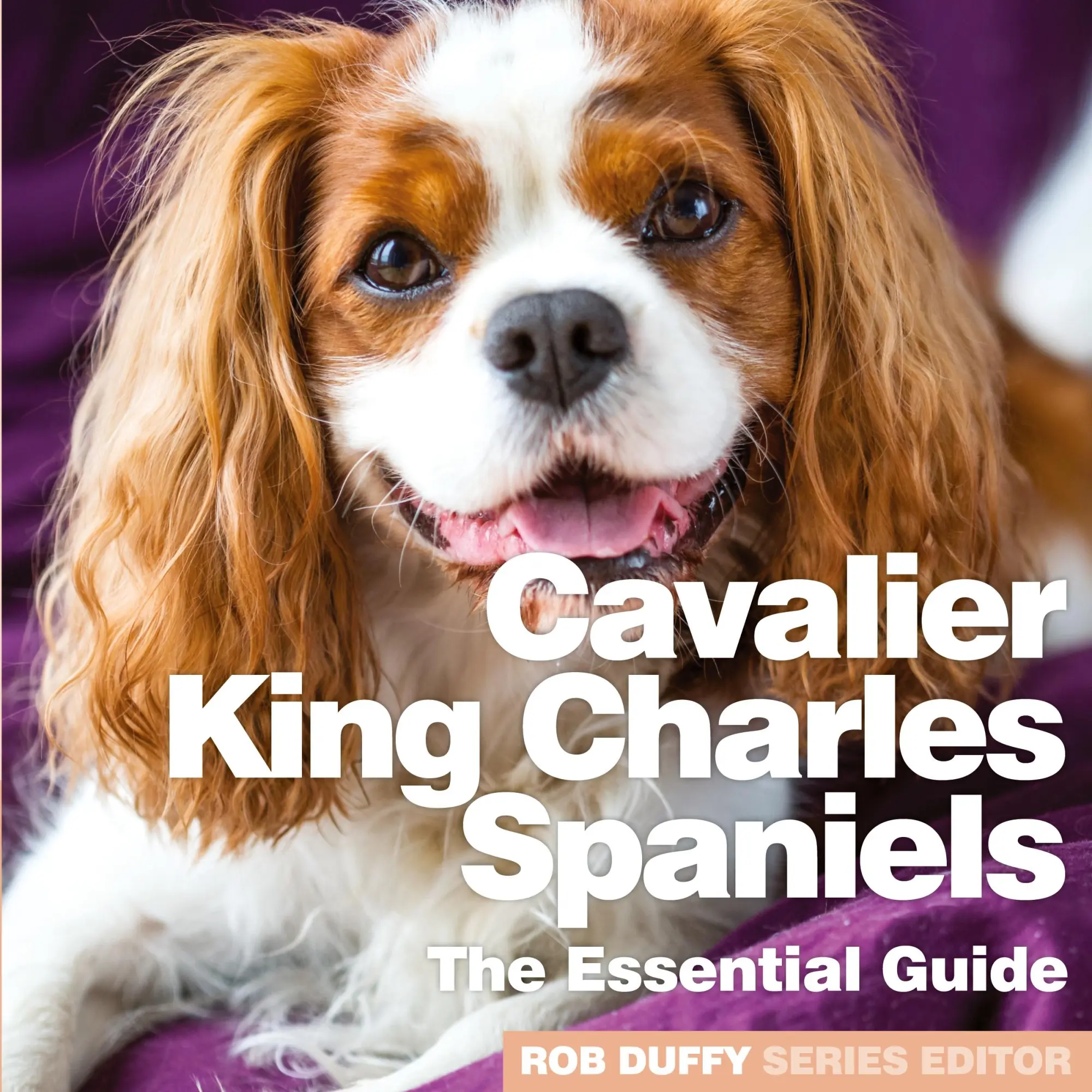 Cover: 9781913296117 | Cavalier King Charles Spaniels | The Essential Guide | Rob Duffy