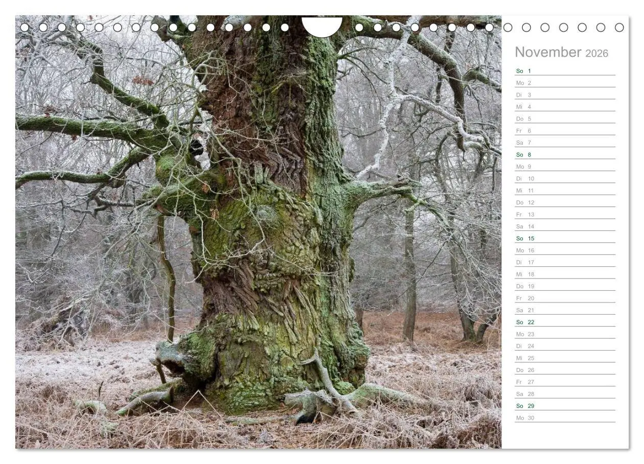 Bild: 9783516006117 | Im Deutschen Wald 2026 - ein Notizkalender (Wandkalender 2026 DIN...