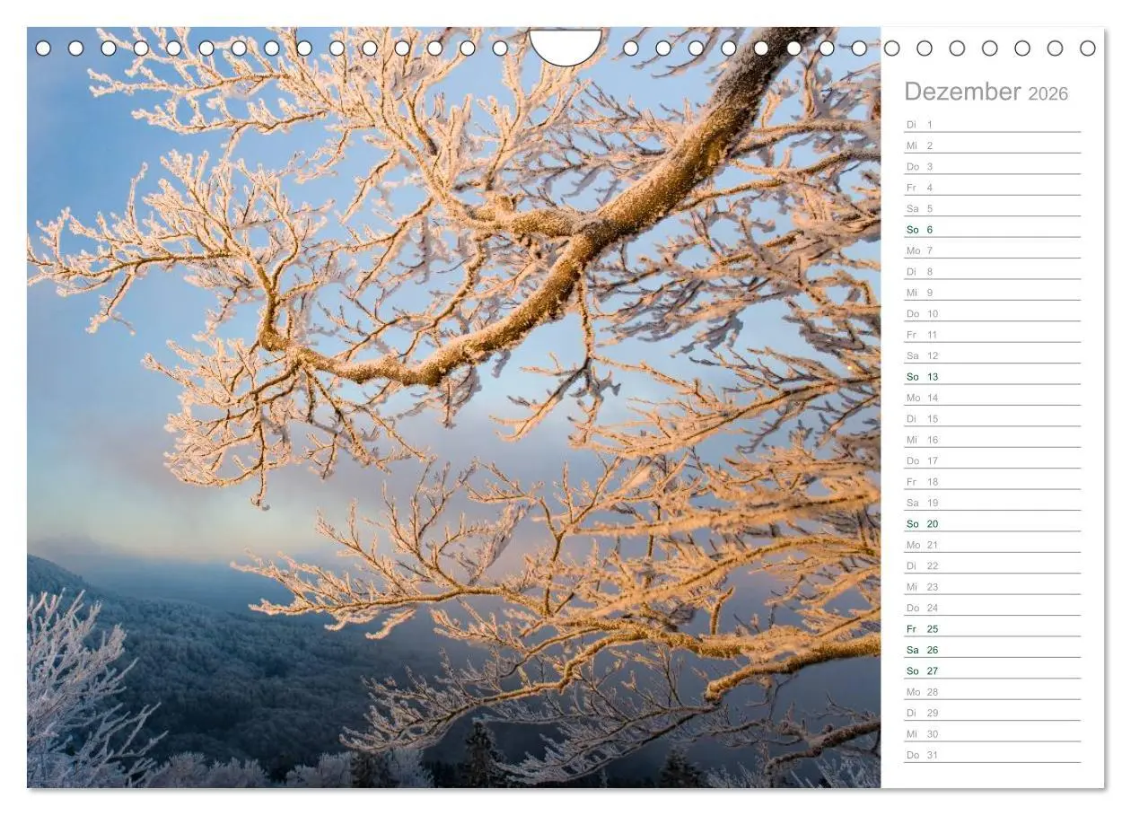 Bild: 9783516006117 | Im Deutschen Wald 2026 - ein Notizkalender (Wandkalender 2026 DIN...