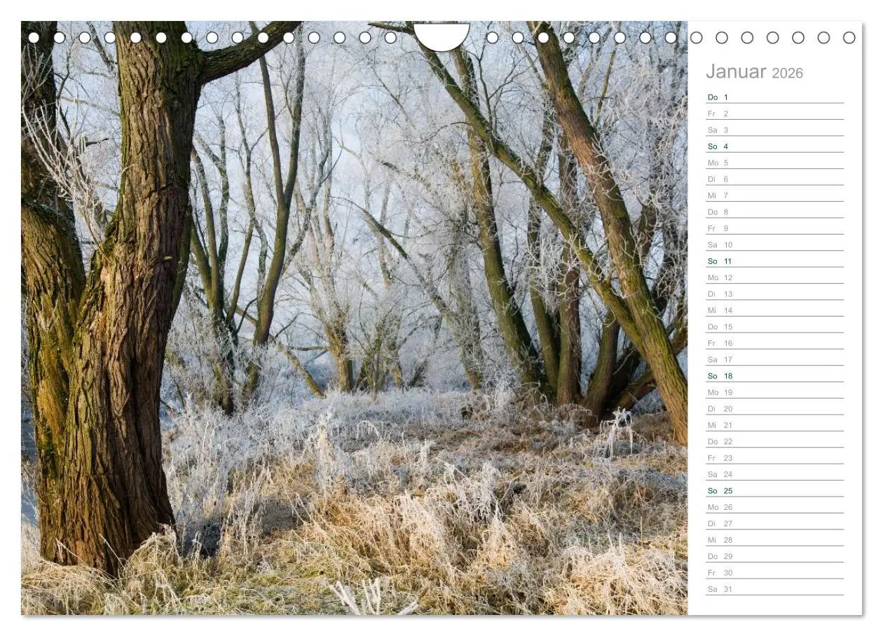 Bild: 9783516006117 | Im Deutschen Wald 2026 - ein Notizkalender (Wandkalender 2026 DIN...