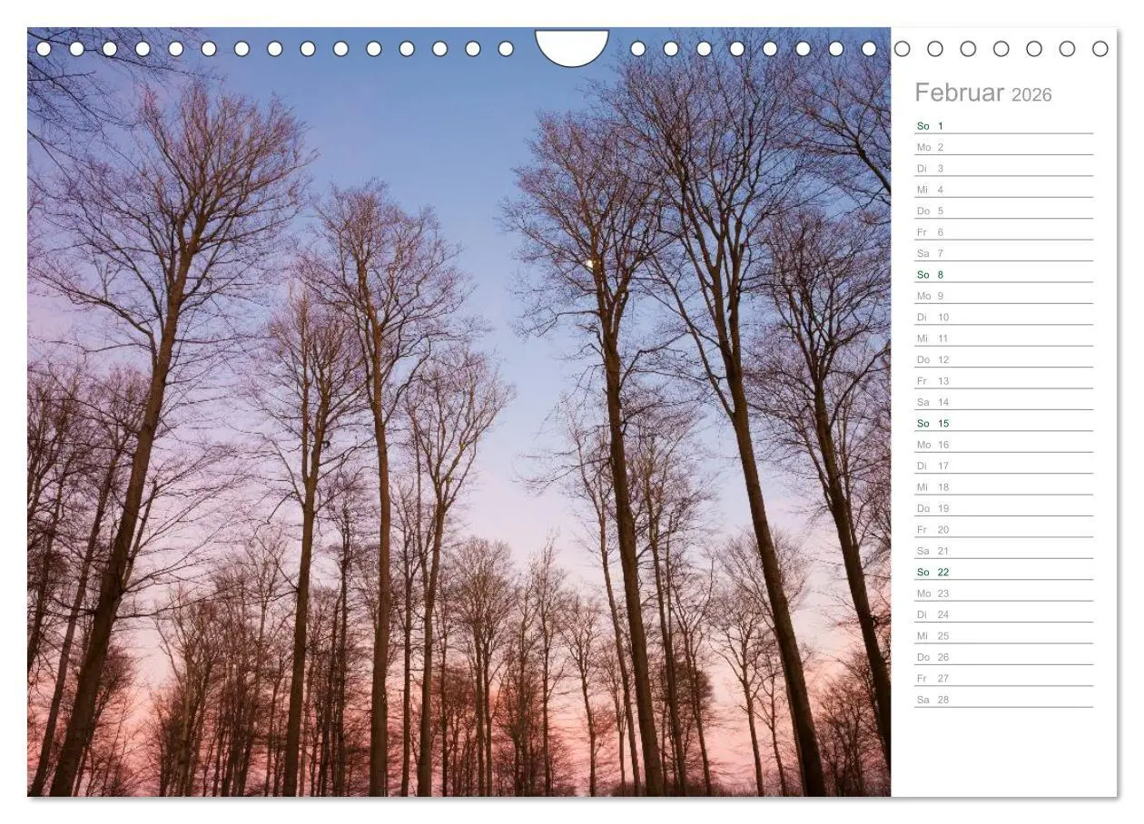 Bild: 9783516006117 | Im Deutschen Wald 2026 - ein Notizkalender (Wandkalender 2026 DIN...