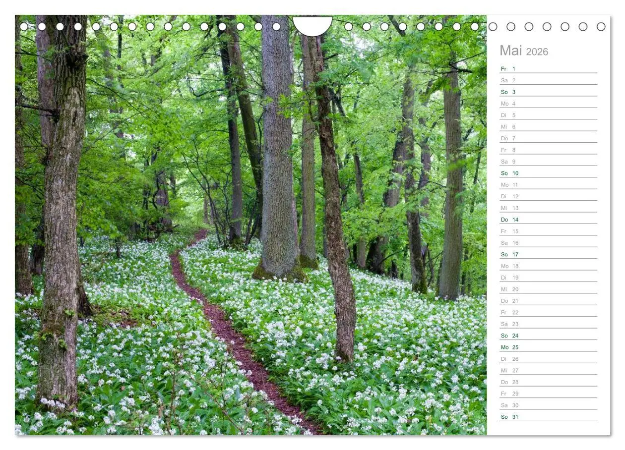 Bild: 9783516006117 | Im Deutschen Wald 2026 - ein Notizkalender (Wandkalender 2026 DIN...