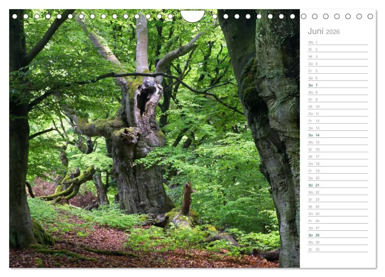 Bild: 9783516006117 | Im Deutschen Wald 2026 - ein Notizkalender (Wandkalender 2026 DIN...