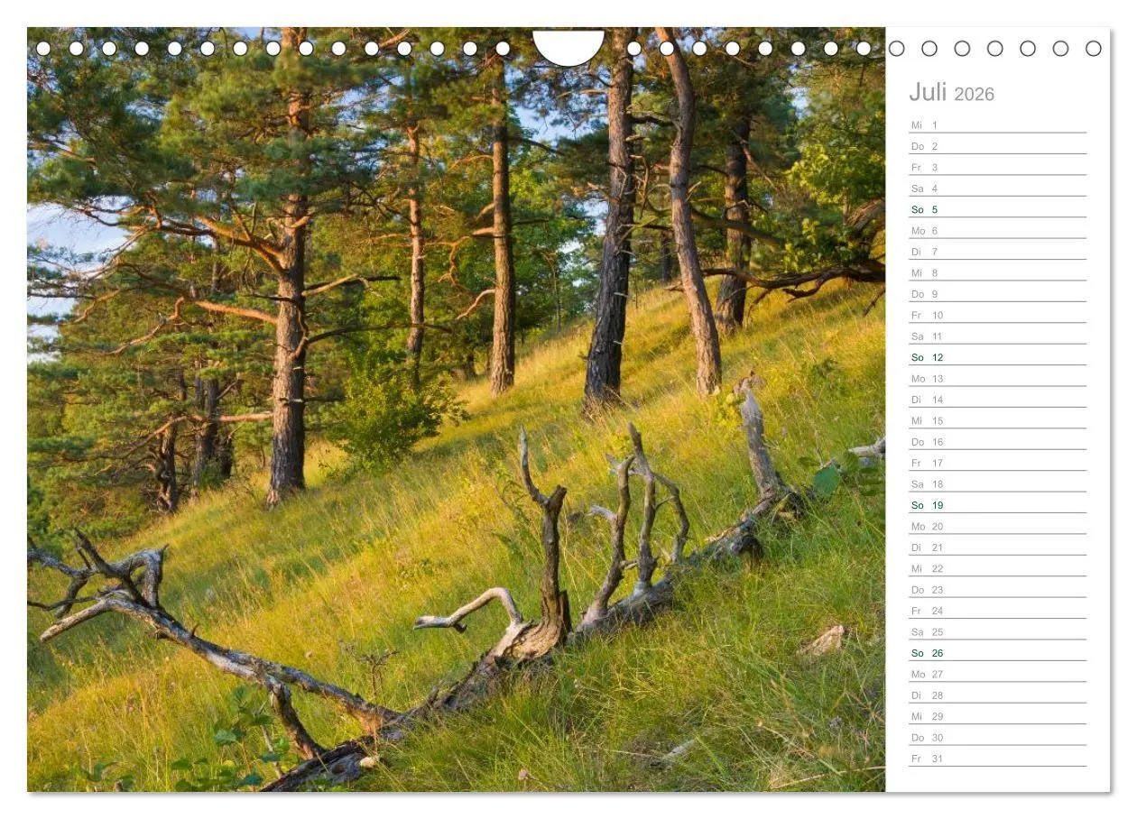 Bild: 9783516006117 | Im Deutschen Wald 2026 - ein Notizkalender (Wandkalender 2026 DIN...