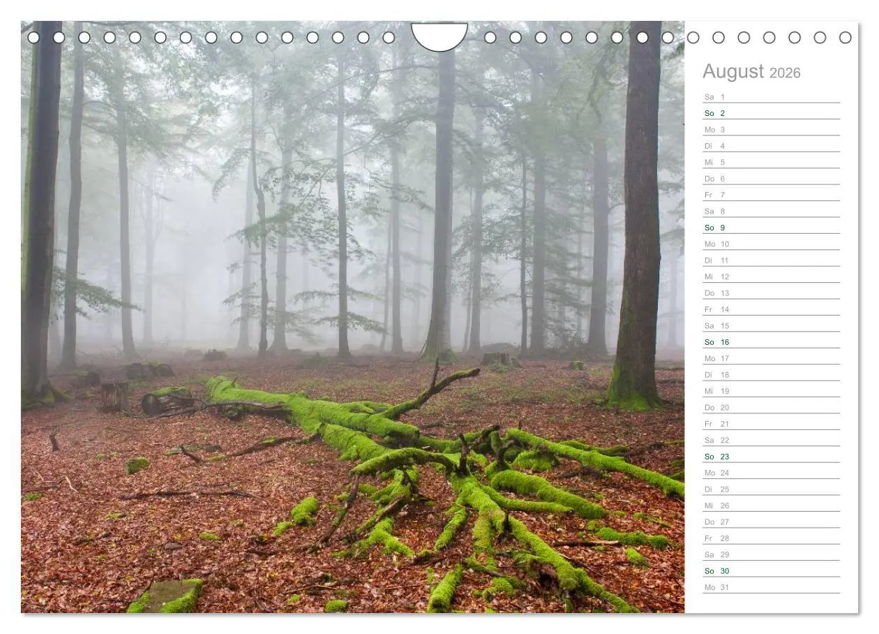 Bild: 9783516006117 | Im Deutschen Wald 2026 - ein Notizkalender (Wandkalender 2026 DIN...
