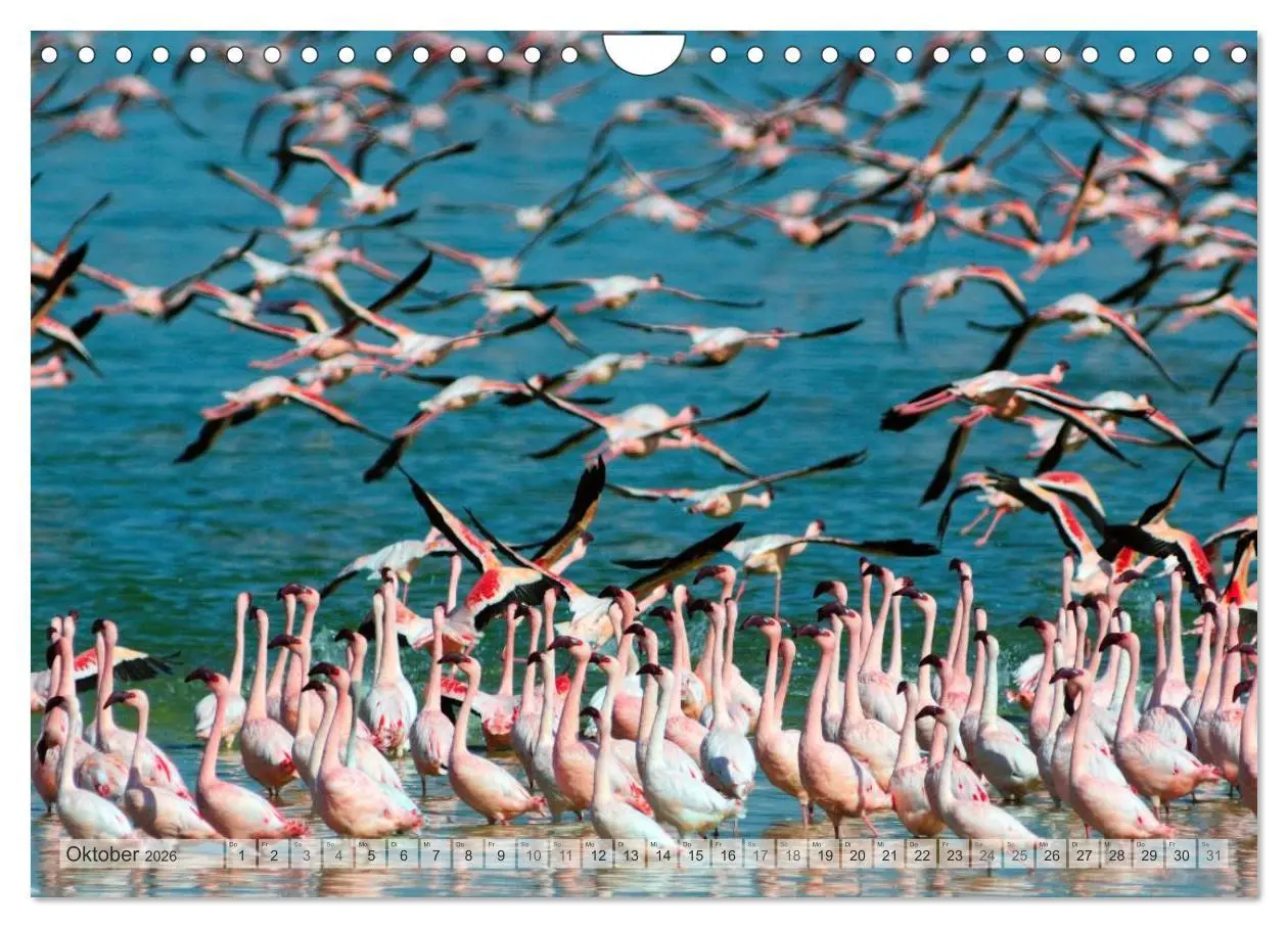 Bild: 9783516176117 | Südafrika Christian Heeb (Wandkalender 2026 DIN A4 quer), CALVENDO...