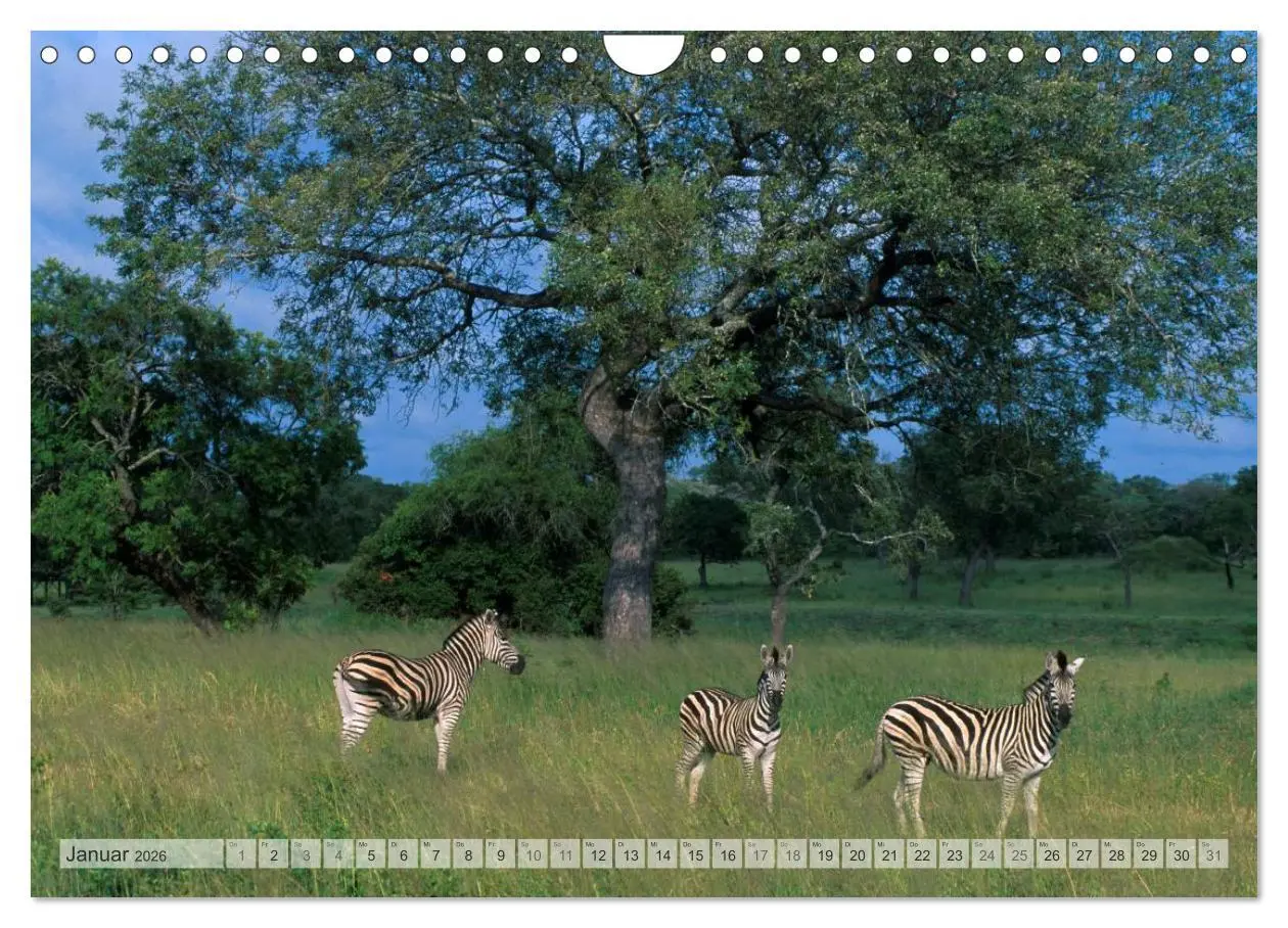 Bild: 9783516176117 | Südafrika Christian Heeb (Wandkalender 2026 DIN A4 quer), CALVENDO...