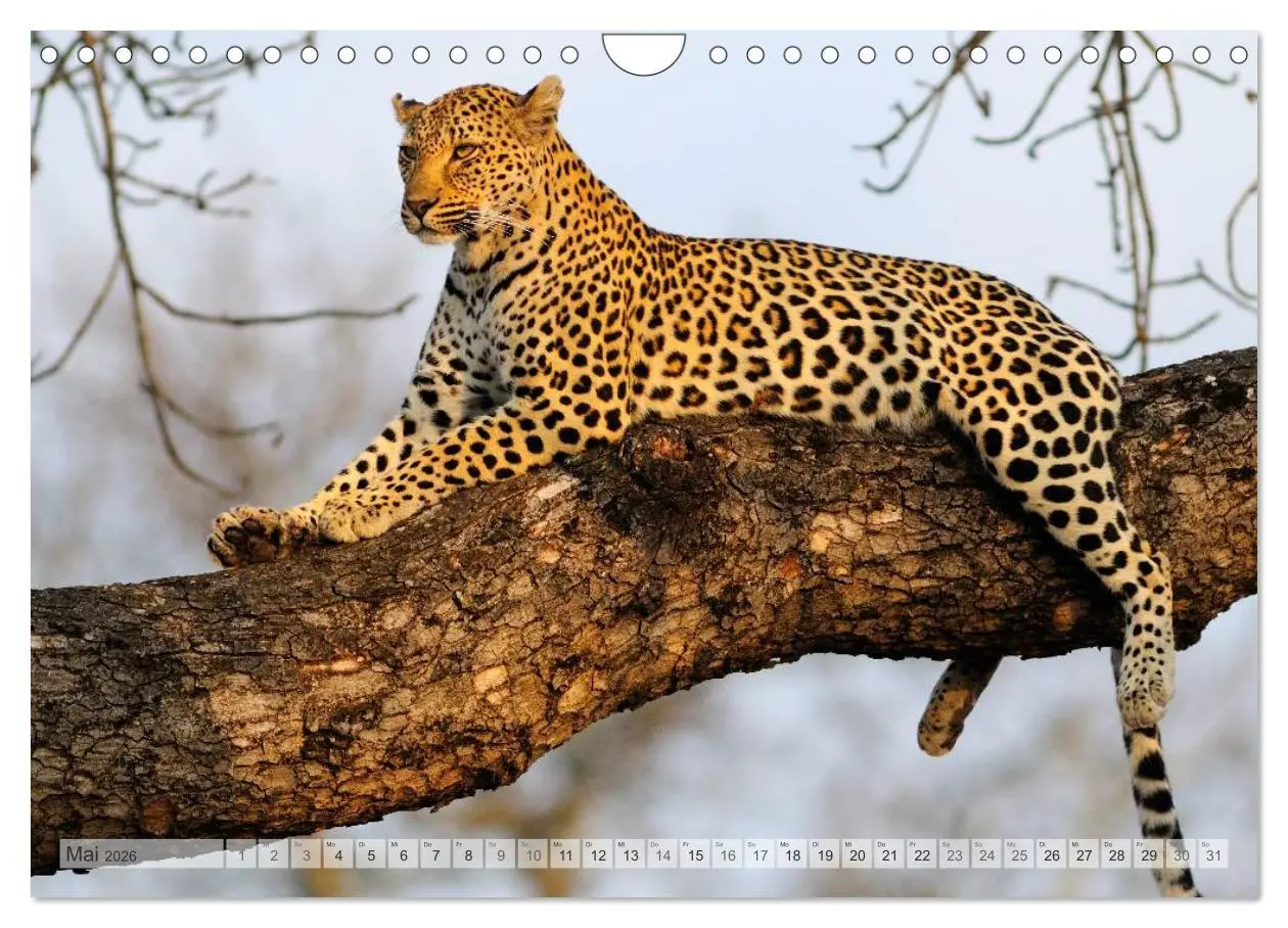 Bild: 9783516176117 | Südafrika Christian Heeb (Wandkalender 2026 DIN A4 quer), CALVENDO...