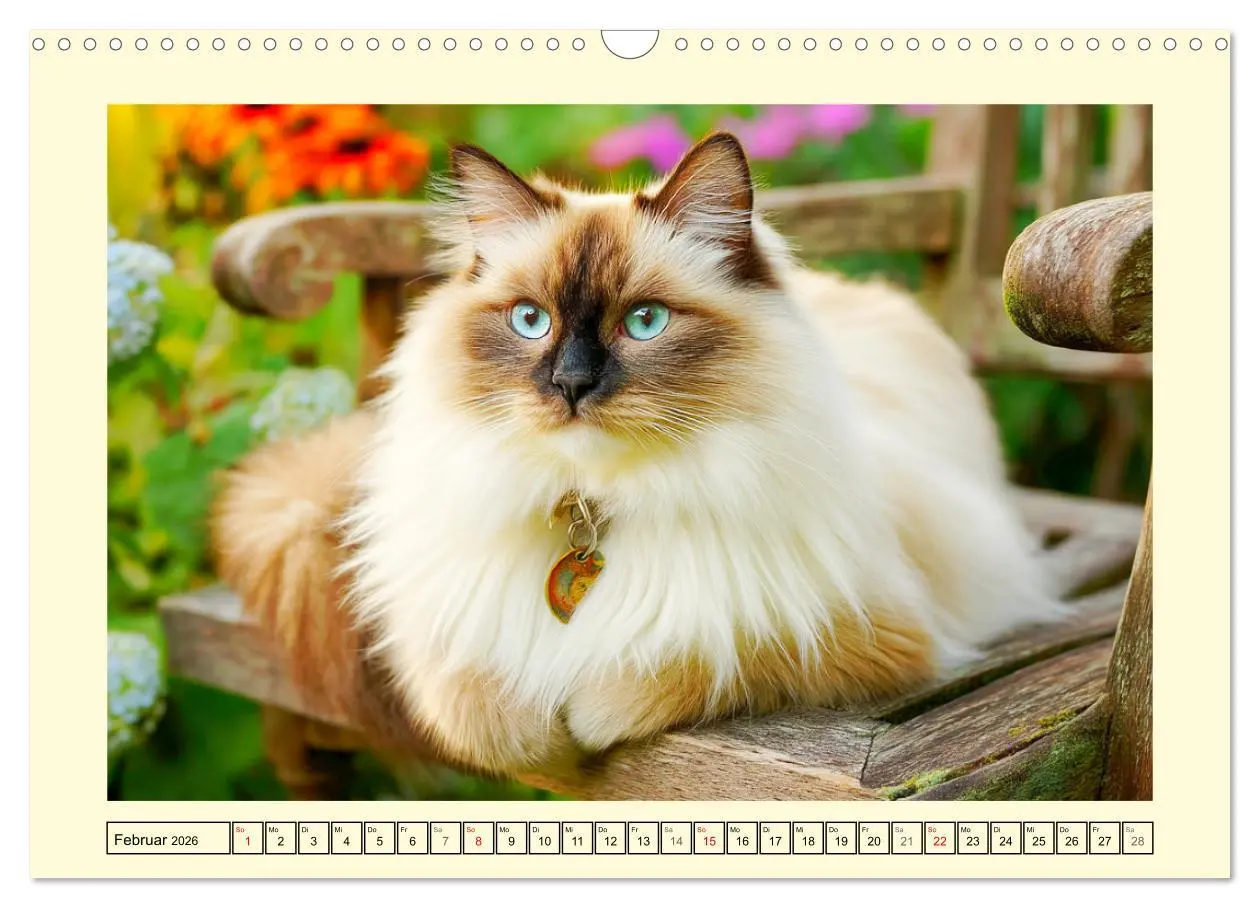 Bild: 9783516096217 | Liebliche Ragdolls. Katzen-Schönheiten in ihrer grünen Oase...