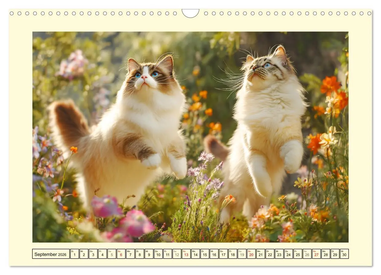 Bild: 9783516096217 | Liebliche Ragdolls. Katzen-Schönheiten in ihrer grünen Oase...