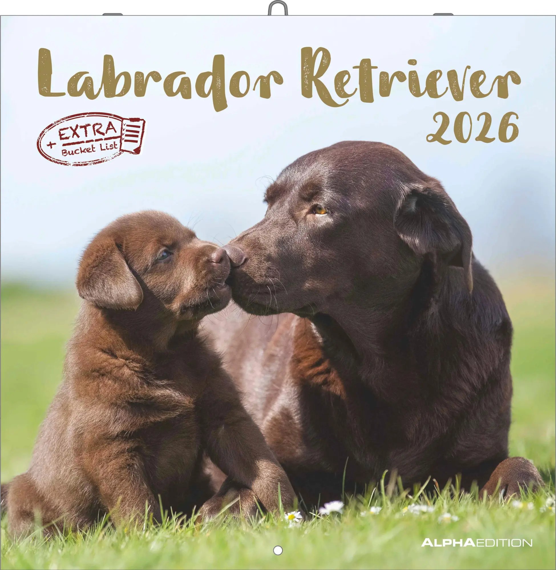 Cover: 4069095006317 | Labrador Retriever 2026 - Broschürenkalender 30x30 cm (30x60...