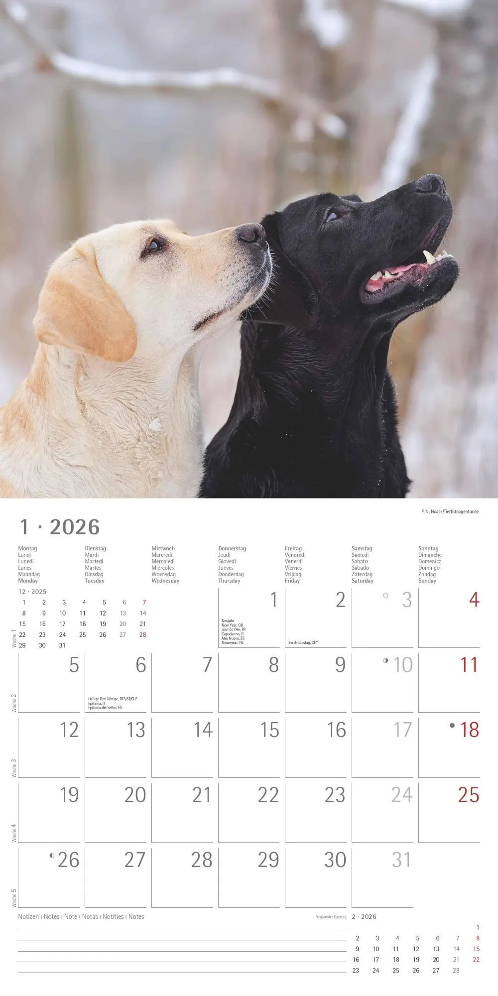 Bild: 4069095006317 | Labrador Retriever 2026 - Broschürenkalender 30x30 cm (30x60...