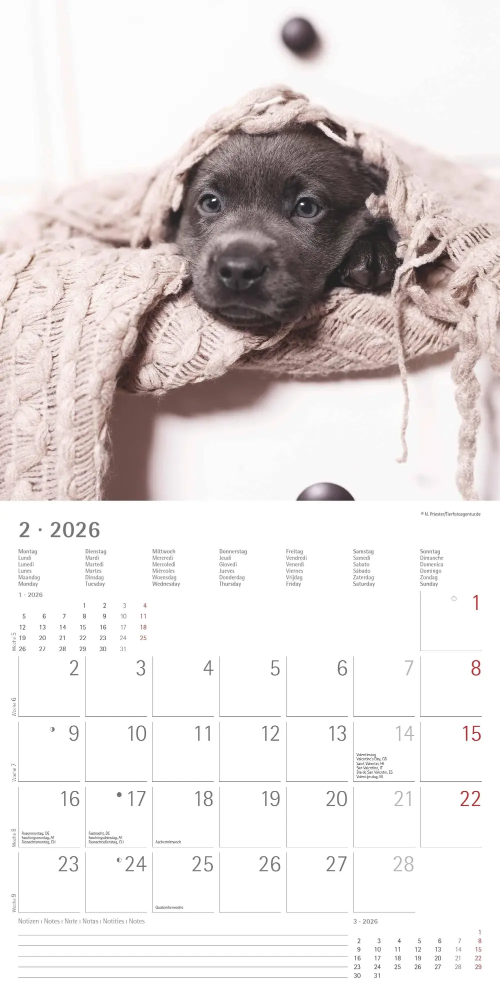 Bild: 4069095006317 | Labrador Retriever 2026 - Broschürenkalender 30x30 cm (30x60...