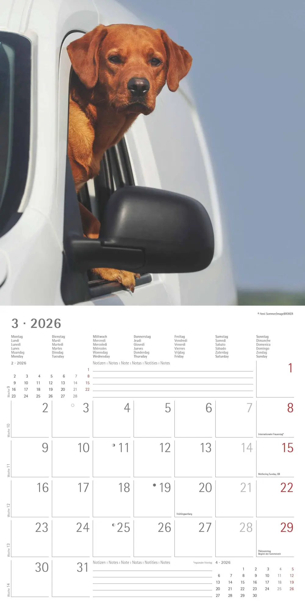 Bild: 4069095006317 | Labrador Retriever 2026 - Broschürenkalender 30x30 cm (30x60...