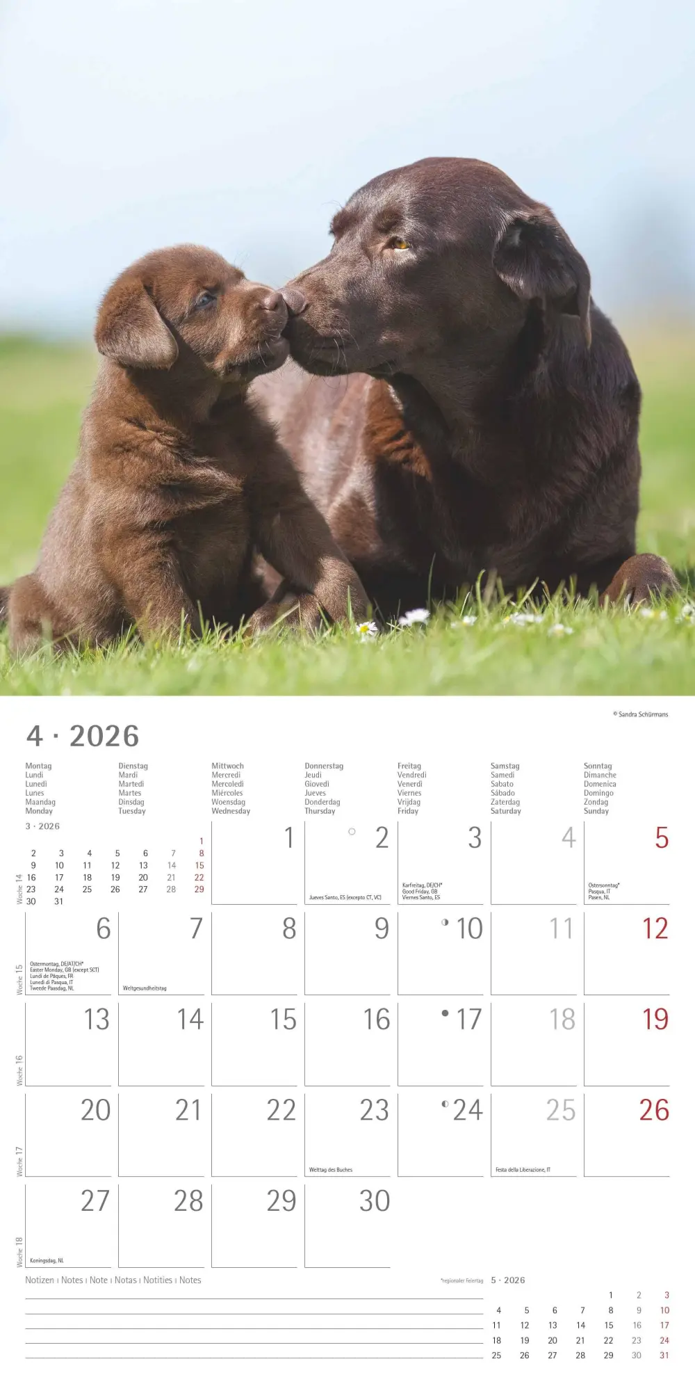 Bild: 4069095006317 | Labrador Retriever 2026 - Broschürenkalender 30x30 cm (30x60...