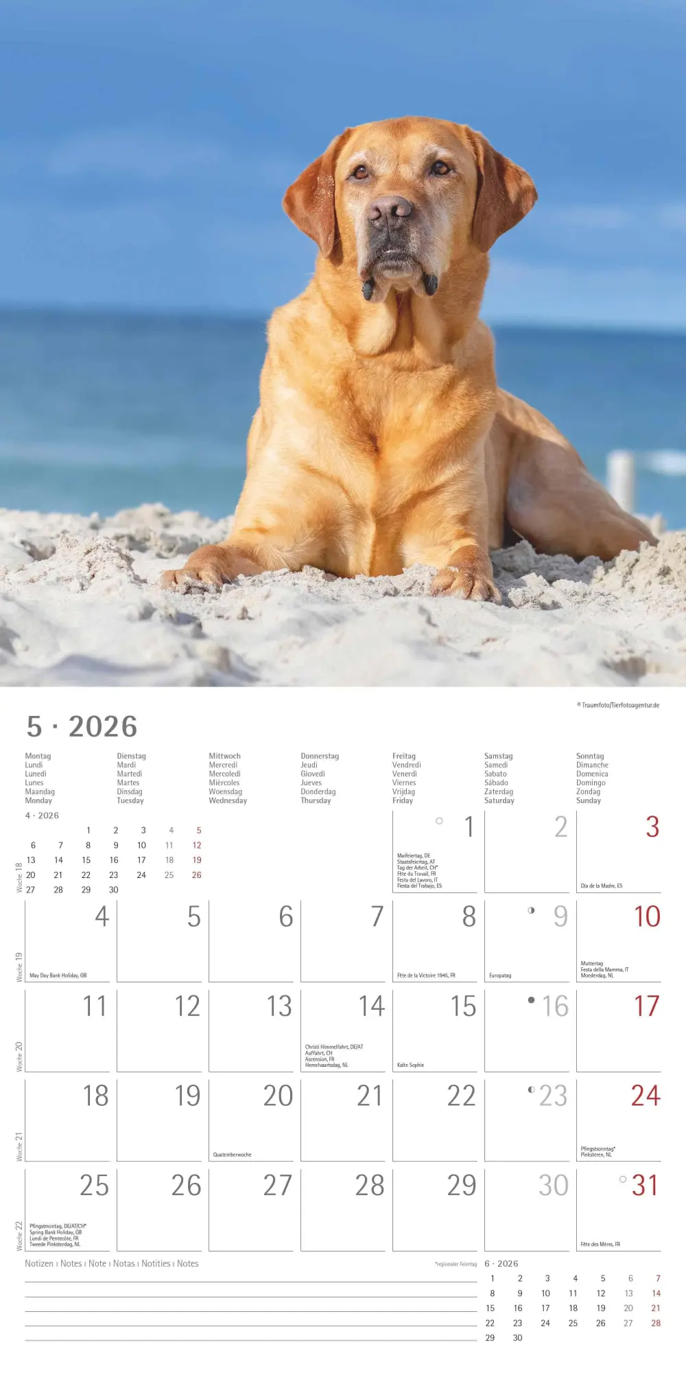 Bild: 4069095006317 | Labrador Retriever 2026 - Broschürenkalender 30x30 cm (30x60...