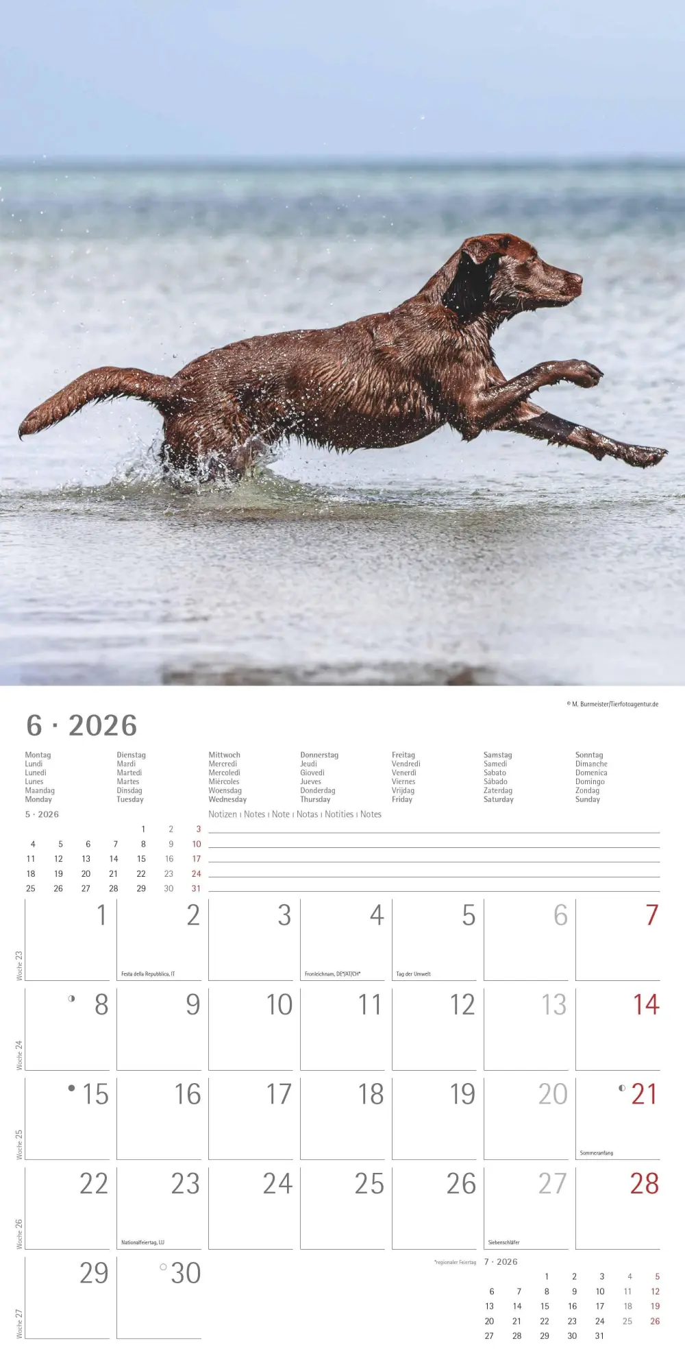 Bild: 4069095006317 | Labrador Retriever 2026 - Broschürenkalender 30x30 cm (30x60...