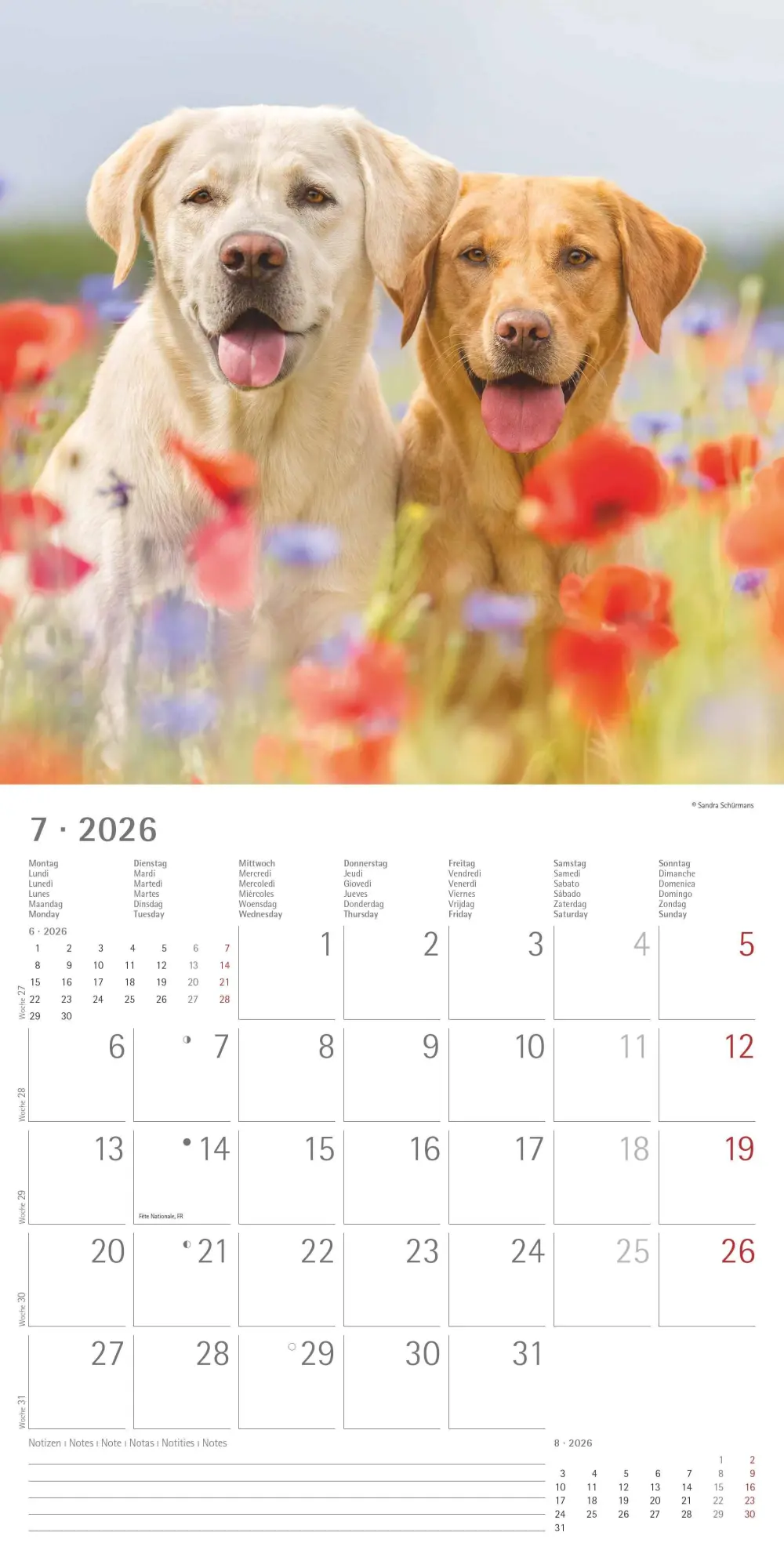 Bild: 4069095006317 | Labrador Retriever 2026 - Broschürenkalender 30x30 cm (30x60...