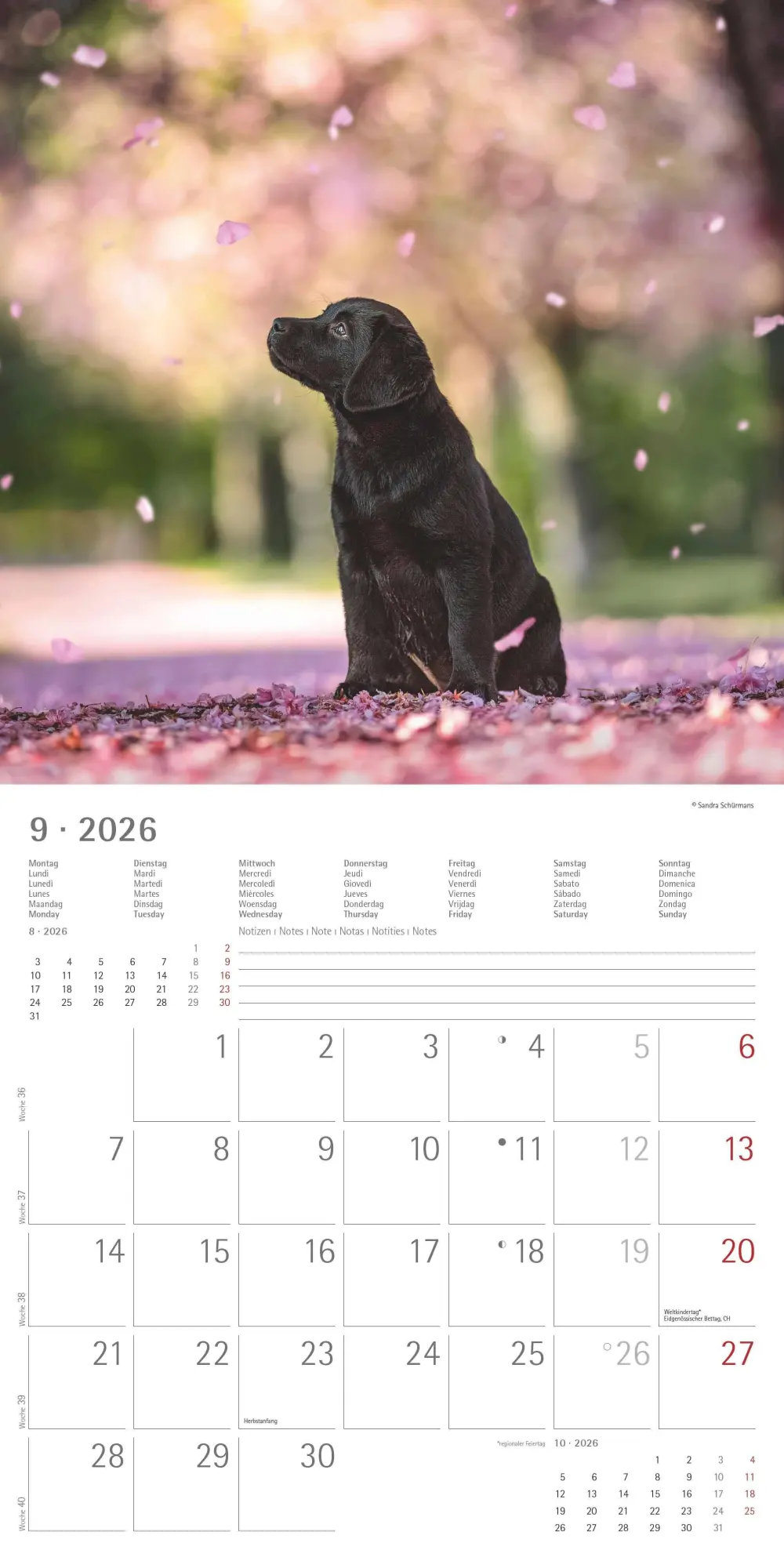 Bild: 4069095006317 | Labrador Retriever 2026 - Broschürenkalender 30x30 cm (30x60...