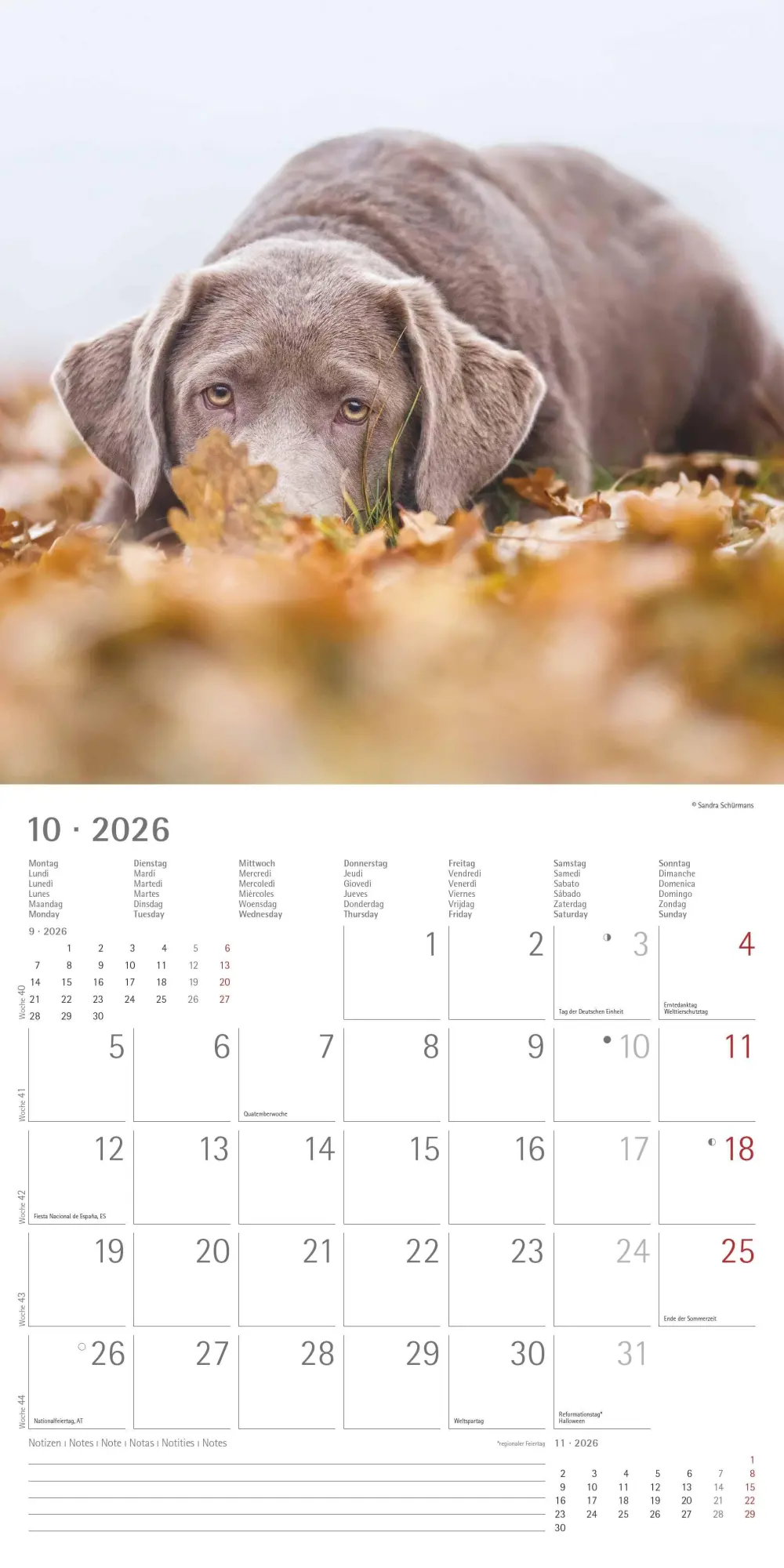 Bild: 4069095006317 | Labrador Retriever 2026 - Broschürenkalender 30x30 cm (30x60...
