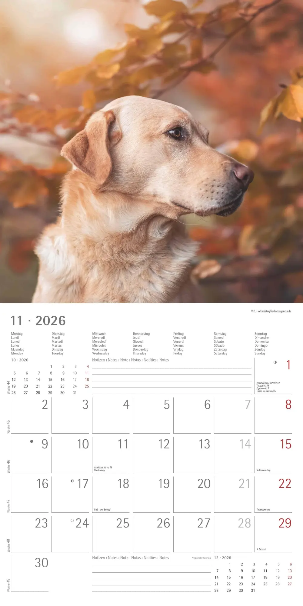 Bild: 4069095006317 | Labrador Retriever 2026 - Broschürenkalender 30x30 cm (30x60...