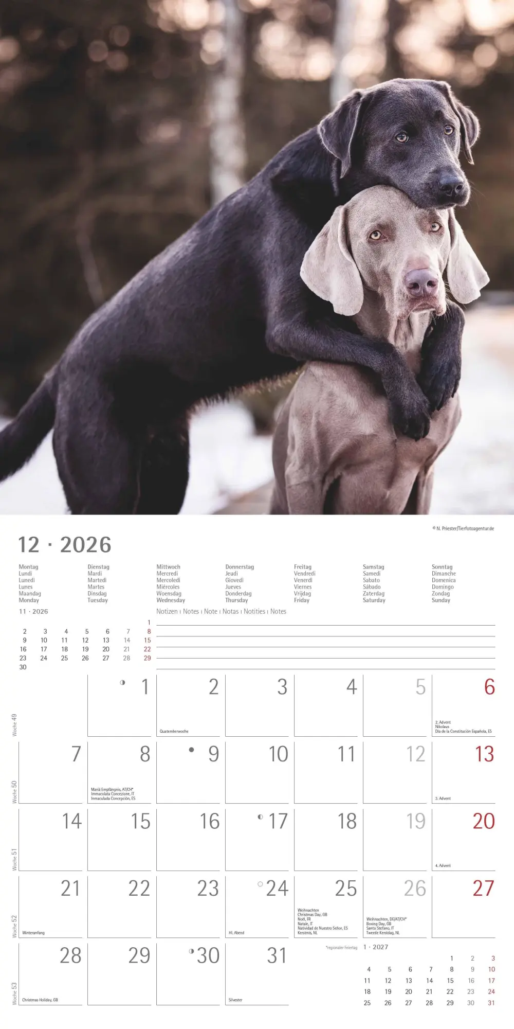 Bild: 4069095006317 | Labrador Retriever 2026 - Broschürenkalender 30x30 cm (30x60...