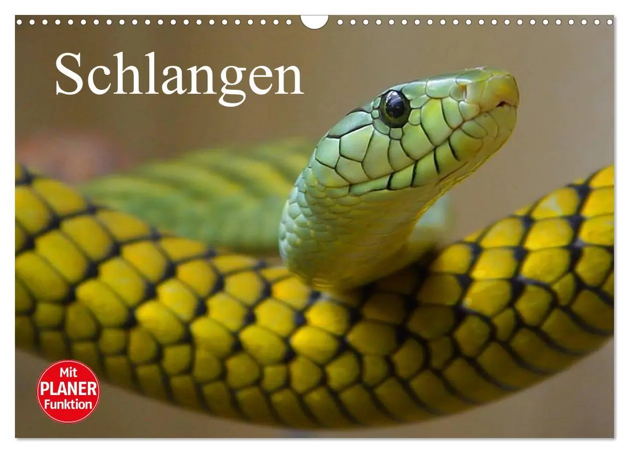 Cover: 9783457996317 | Schlangen (Wandkalender 2026 DIN A3 quer), CALVENDO Monatskalender