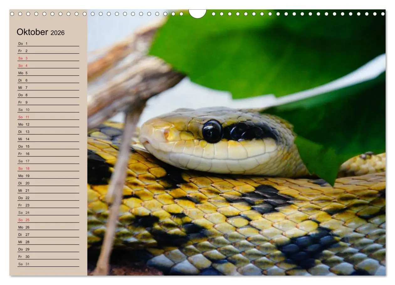 Bild: 9783457996317 | Schlangen (Wandkalender 2026 DIN A3 quer), CALVENDO Monatskalender