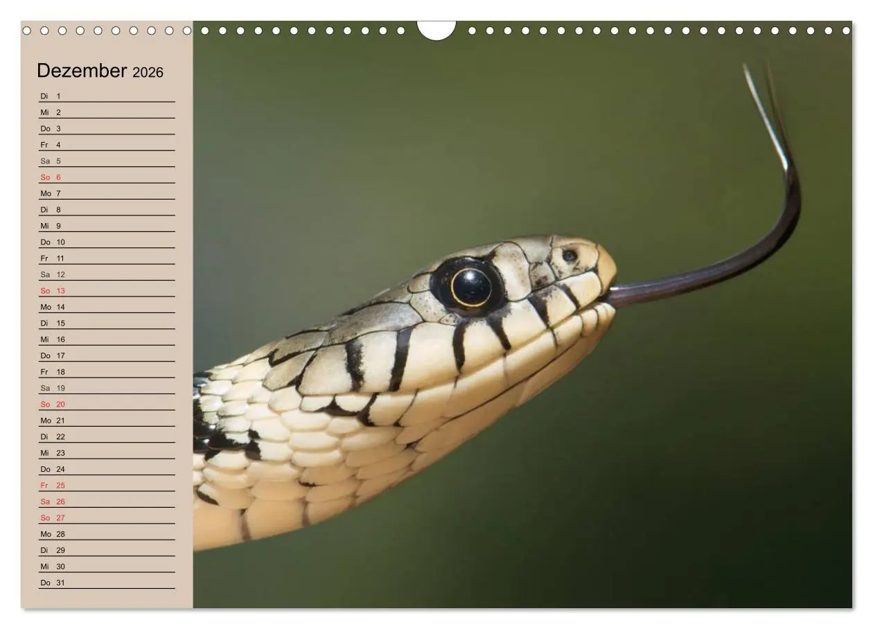 Bild: 9783457996317 | Schlangen (Wandkalender 2026 DIN A3 quer), CALVENDO Monatskalender