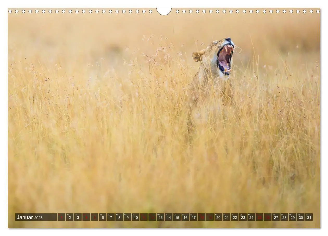Bild: 9783435346417 | Auf Safari in Kenia 2025 (Wandkalender 2025 DIN A3 quer), CALVENDO...