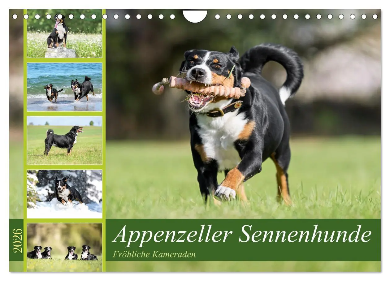 Cover: 9783457356517 | Appenzeller Sennenhunde - Fröhliche Kameraden (Wandkalender 2026...