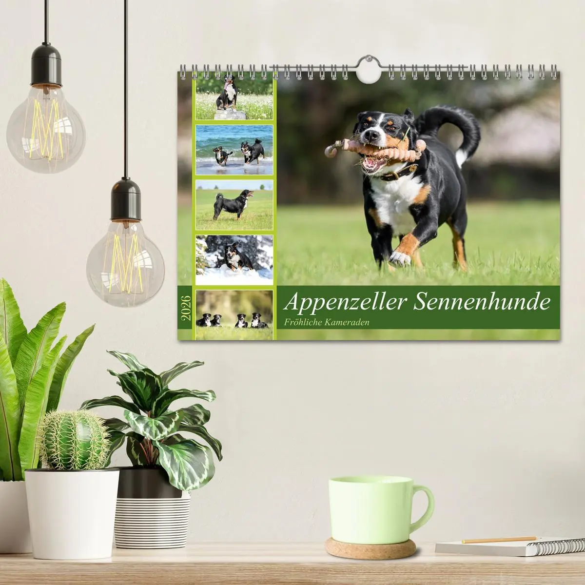 Bild: 9783457356517 | Appenzeller Sennenhunde - Fröhliche Kameraden (Wandkalender 2026...
