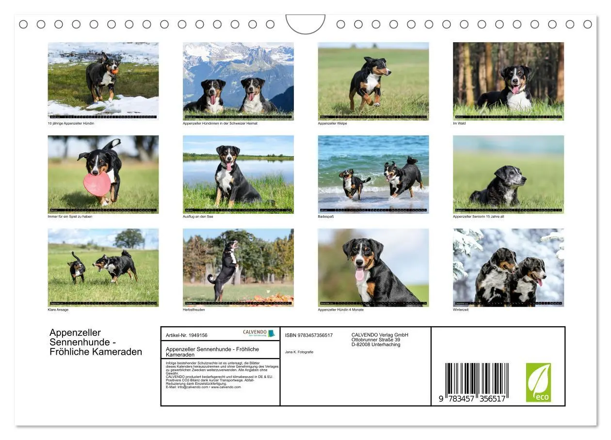 Bild: 9783457356517 | Appenzeller Sennenhunde - Fröhliche Kameraden (Wandkalender 2026...
