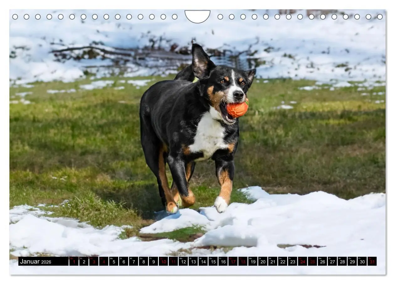 Bild: 9783457356517 | Appenzeller Sennenhunde - Fröhliche Kameraden (Wandkalender 2026...