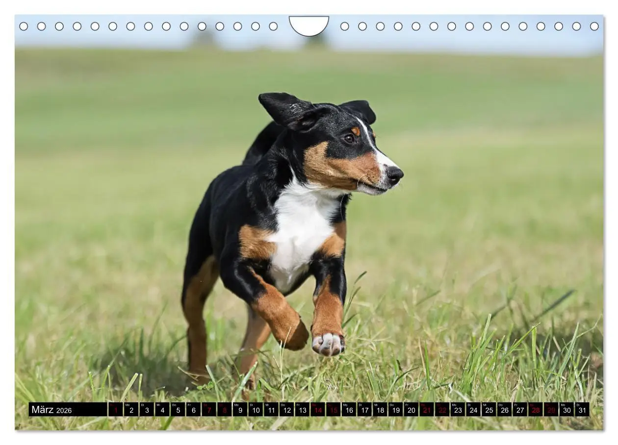 Bild: 9783457356517 | Appenzeller Sennenhunde - Fröhliche Kameraden (Wandkalender 2026...