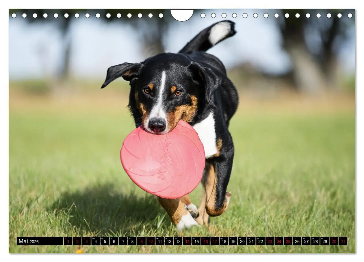 Bild: 9783457356517 | Appenzeller Sennenhunde - Fröhliche Kameraden (Wandkalender 2026...