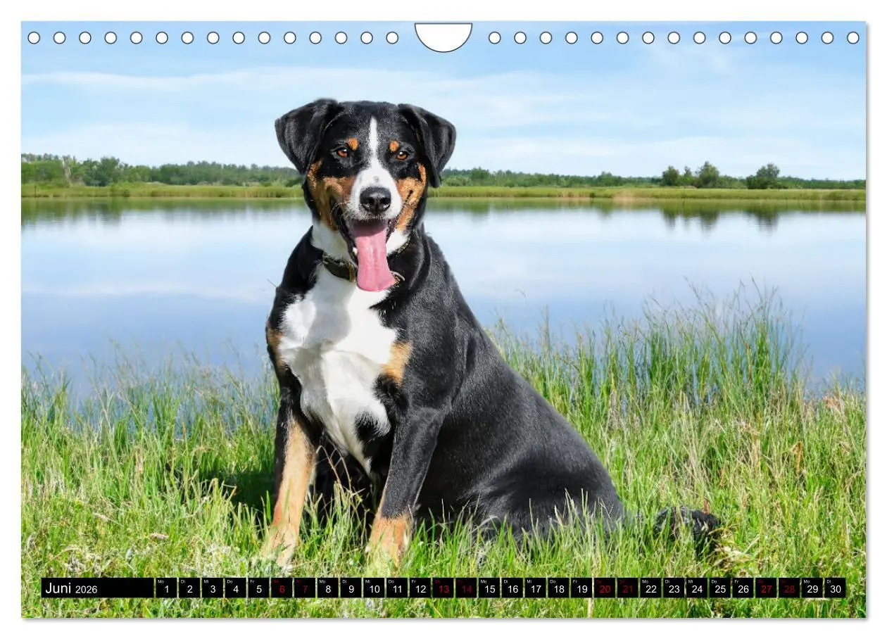 Bild: 9783457356517 | Appenzeller Sennenhunde - Fröhliche Kameraden (Wandkalender 2026...