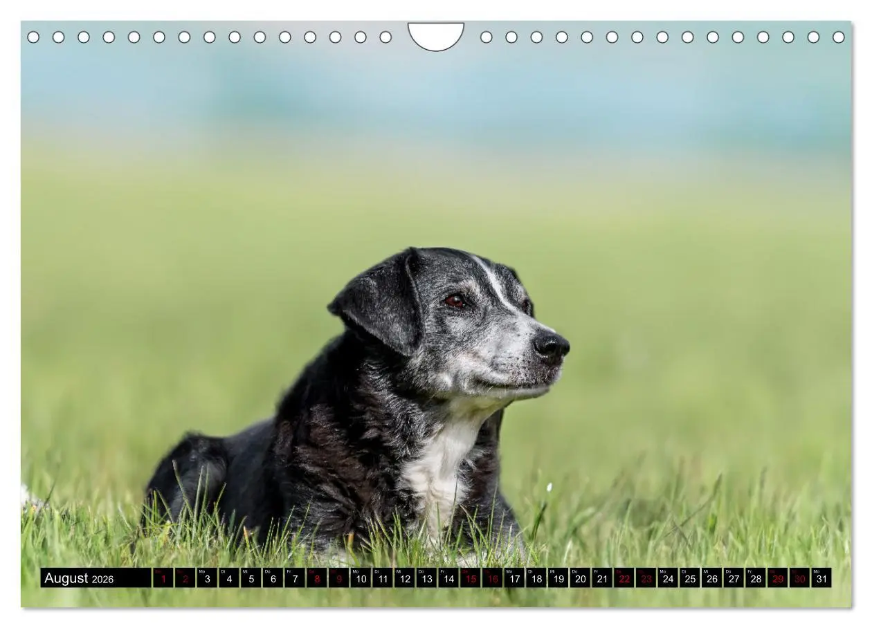 Bild: 9783457356517 | Appenzeller Sennenhunde - Fröhliche Kameraden (Wandkalender 2026...